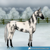 Horse Color:Void Silver Classic Cream Champagne Pearl Dun Sabino 