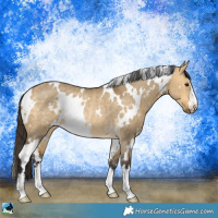 Horse Color:White Spotted Buckskin Dun Rabicano 