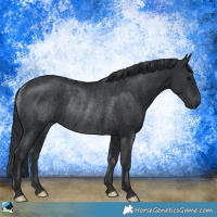 Horse Color:Black Rabicano 