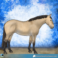 Horse Color:Buckskin Dun Rabicano 
