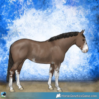 Horse Color:Liver Red Dun Sabino Rabicano 