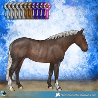 Horse Color:Liver Chestnut Mushroom Rabicano