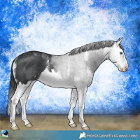 Horse Color:Black Mushroom Sabino Splash Rabicano 