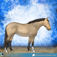 Horse Color:Buckskin Dun Mushroom Rabicano
