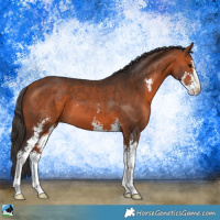 Horse Color:Bay Sabino 