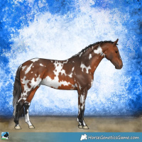 Horse Color:White Spotted Bay 