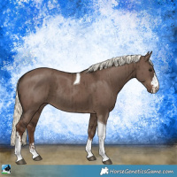 Horse Color:Liver Red Dun Mushroom Sabino Tobiano Rabicano Brindle 