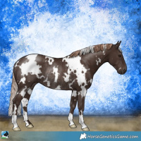 Horse Color:White Spotted Liver Chestnut Rabicano 