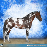 Horse Color:White Spotted Brown Rabicano 