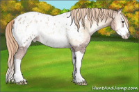 Horse Color:Liver Red Onyx Ice Pearl Splash Appaloosa 