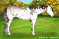 Horse Color:Liver Red Onyx Ice Splash 