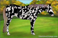 Horse Color:Nacre Liver Chestnut Ice Appaloosa 