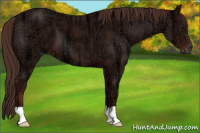 Horse Color:Liver Chestnut Ice 