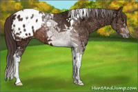 Horse Color:Buckskin Ice Tobiano Appaloosa