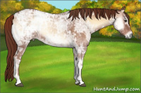 Horse Color:Red Onyx Ice