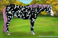 Horse Color:Painted Palomino Ice Appaloosa 