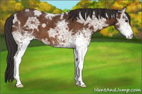 Horse Color:White Spotted Buckskin Ice 
