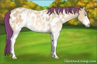 Horse Color:Painted White Spotted Amber Cream Champagne Ice Appaloosa 
