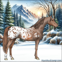 Horse Color:Chestnut Appaloosa