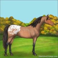 Horse Color:Bay Roan Appaloosa