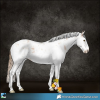 Horse Color:Brown Pearl Sabino 