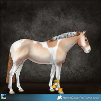 Horse Color:Bay Pearl Onyx Tobiano 