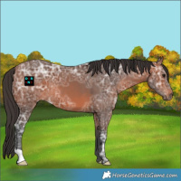 Horse Color:Bay Ice