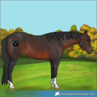 Horse Color:Brown 