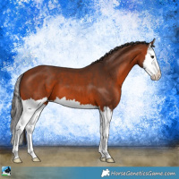 Horse Color:Bay Splash 