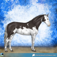 Horse Color:Liver Chestnut Mushroom Sabino Rabicano 