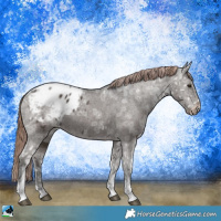 Horse Color:Liver Chestnut Ice Appaloosa