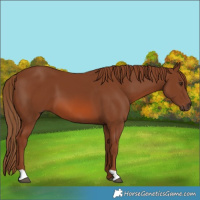 Horse Color:Chestnut 
