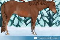 Horse Color:Chestnut Rabicano 