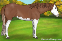 Horse Color:Chestnut Splash