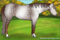 Horse Color:Gray Chestnut 