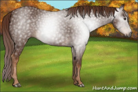 Horse Color:Gray Chestnut 