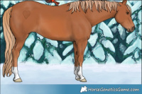 Horse Color:Chestnut 