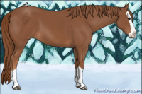 Horse Color:Chestnut Splash 