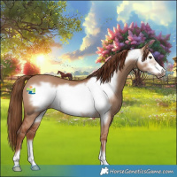 Horse Color:Red Dun Frame 