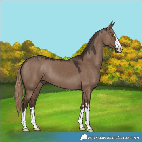 Horse Color:Liver Red Dun 