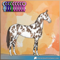 Horse Color:Bay Dun Frame Appaloosa 