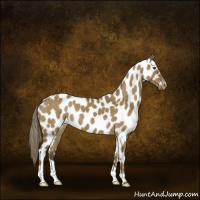 Horse Color:Chocolate Palomino Dun Near Leopard 