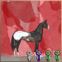Horse Color:Brown Sabino Appaloosa 