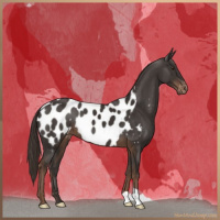 Horse Color:Liver Chestnut Near Leopard 
