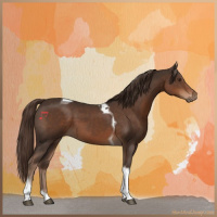 Horse Color:Liver Chestnut Tobiano 