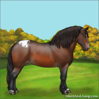 Horse Color:Bay Appaloosa 