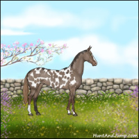 Horse Color:Liver Red Dun Sabino Appaloosa 