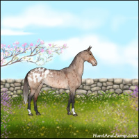 Horse Color:Bay Roan Dun Appaloosa Brindle 