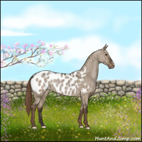 Horse Color:Liver Red Dun Appaloosa Brindle 