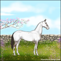 Horse Color:Liver Red Dun Roan Onyx Appaloosa Brindle 